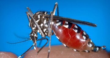 راههای پیشگیری از گزش پشه آئدس را بشناسیم راههای پیشگیری از گزش پشه آئدس را بشناسیم