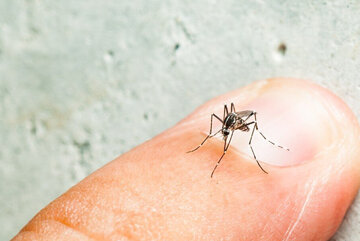 ۷۸۰ نقطه این بندر جنوبی آلوده به پشه آئدس ۷۸۰ نقطه این بندر جنوبی آلوده به پشه آئدس