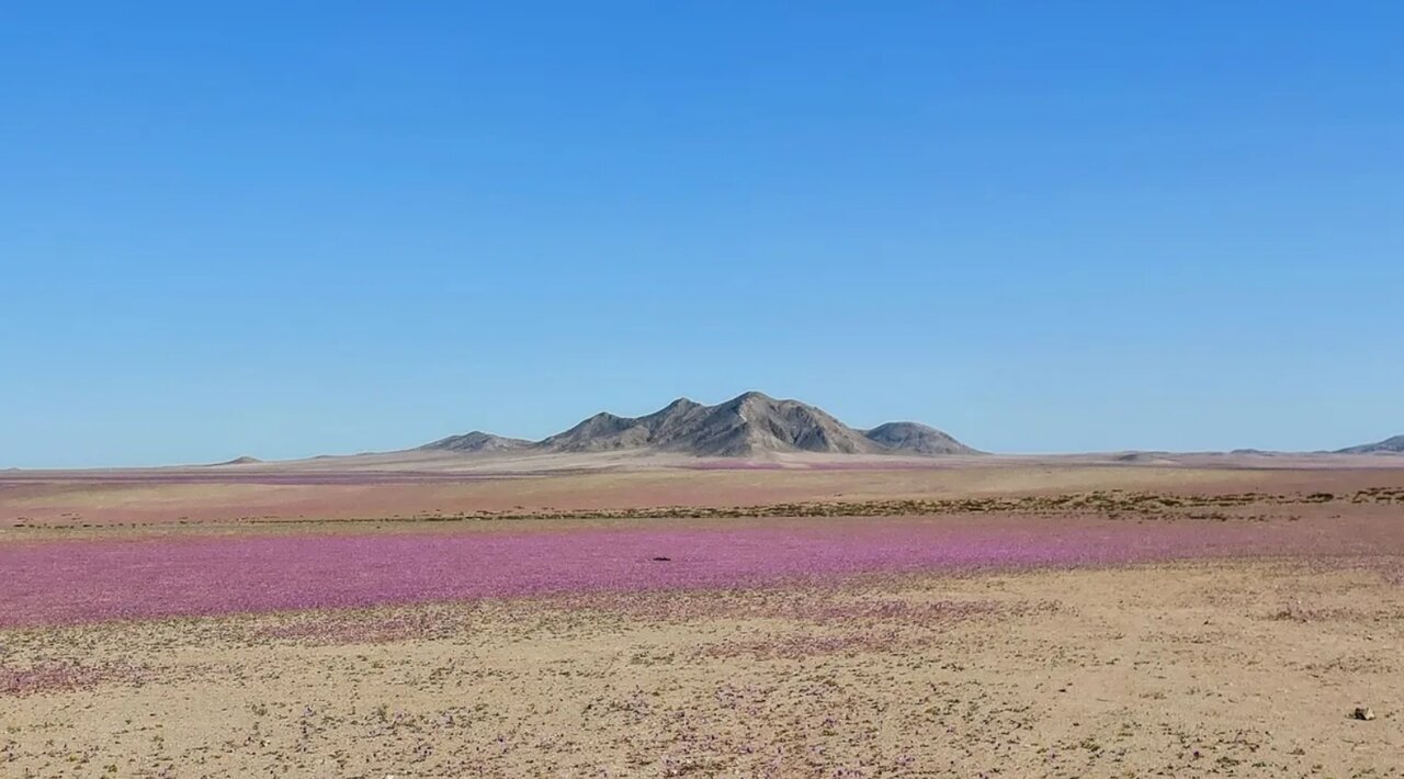 خشک‌ترین صحرای دنیا گلباران شد!