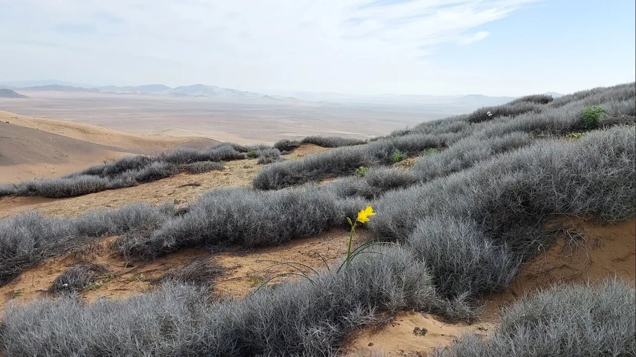 خشک‌ترین صحرای دنیا گلباران شد!