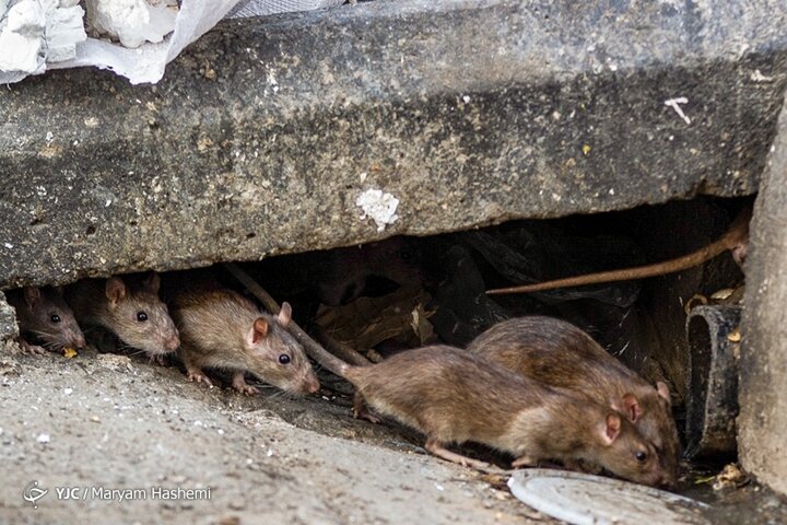 ببینید | قابل توجه آقای زاکانی؛ جولان موش‌های خیابانی در تهران!