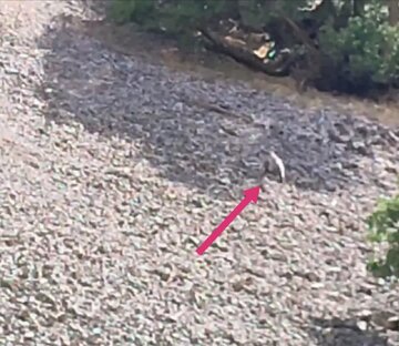 مشاهده هشتمین قلاده خرس قهوهای در مناطق حفاظت شده لرستان مشاهده هشتمین قلاده خرس قهوهای در مناطق حفاظت شده لرستان