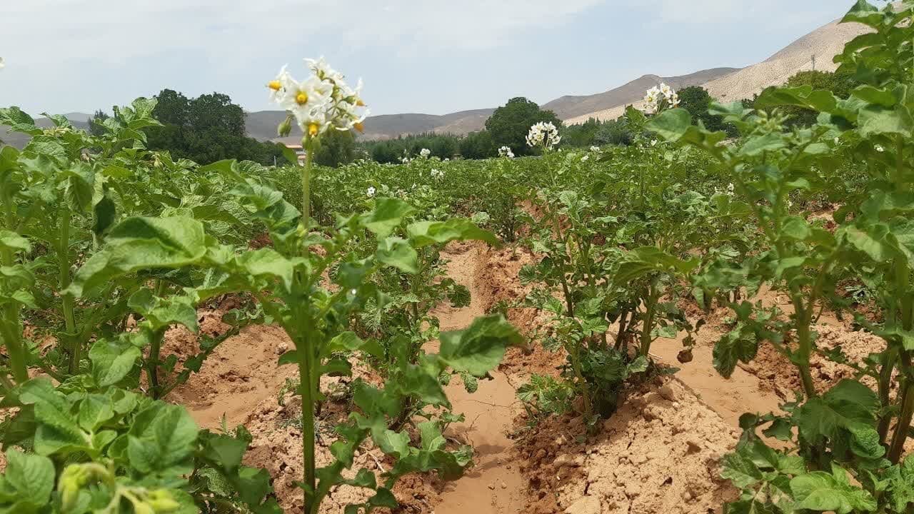 پیش‌بینی برداشت  ۱۲۰۰ تن محصول سیب‌زمینی در دامغان
