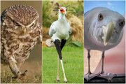 گزارش تصویری| پرندگانی که اعصاب ندارند!