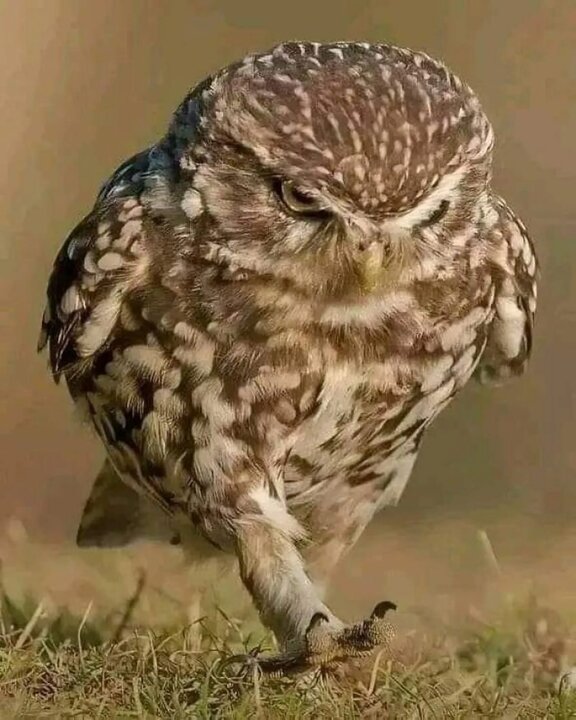 پرندگان بی‌اعصاب