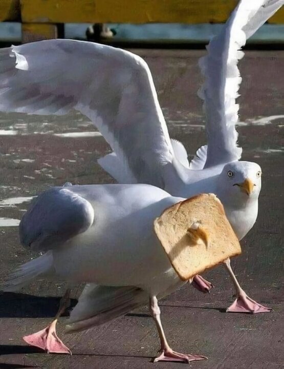 پرندگان بی‌اعصاب