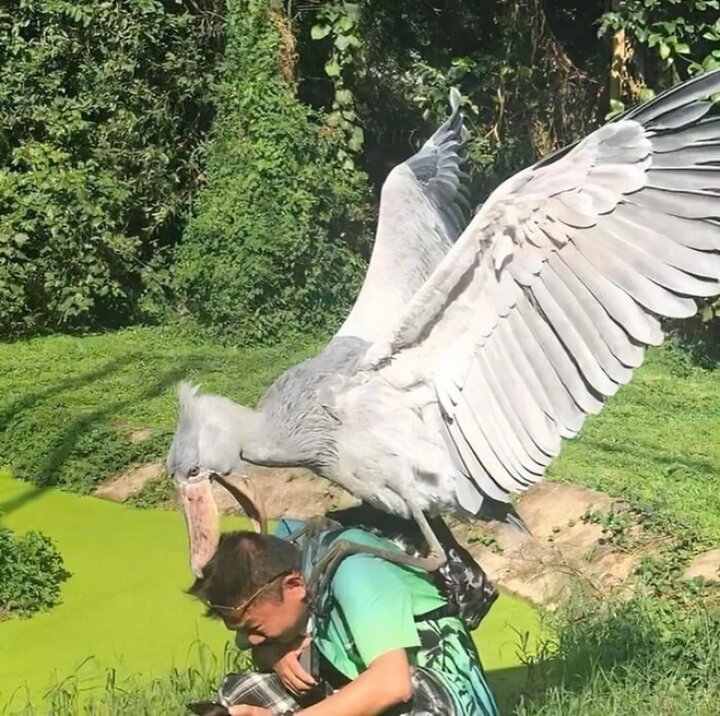 پرندگان بی‌اعصاب