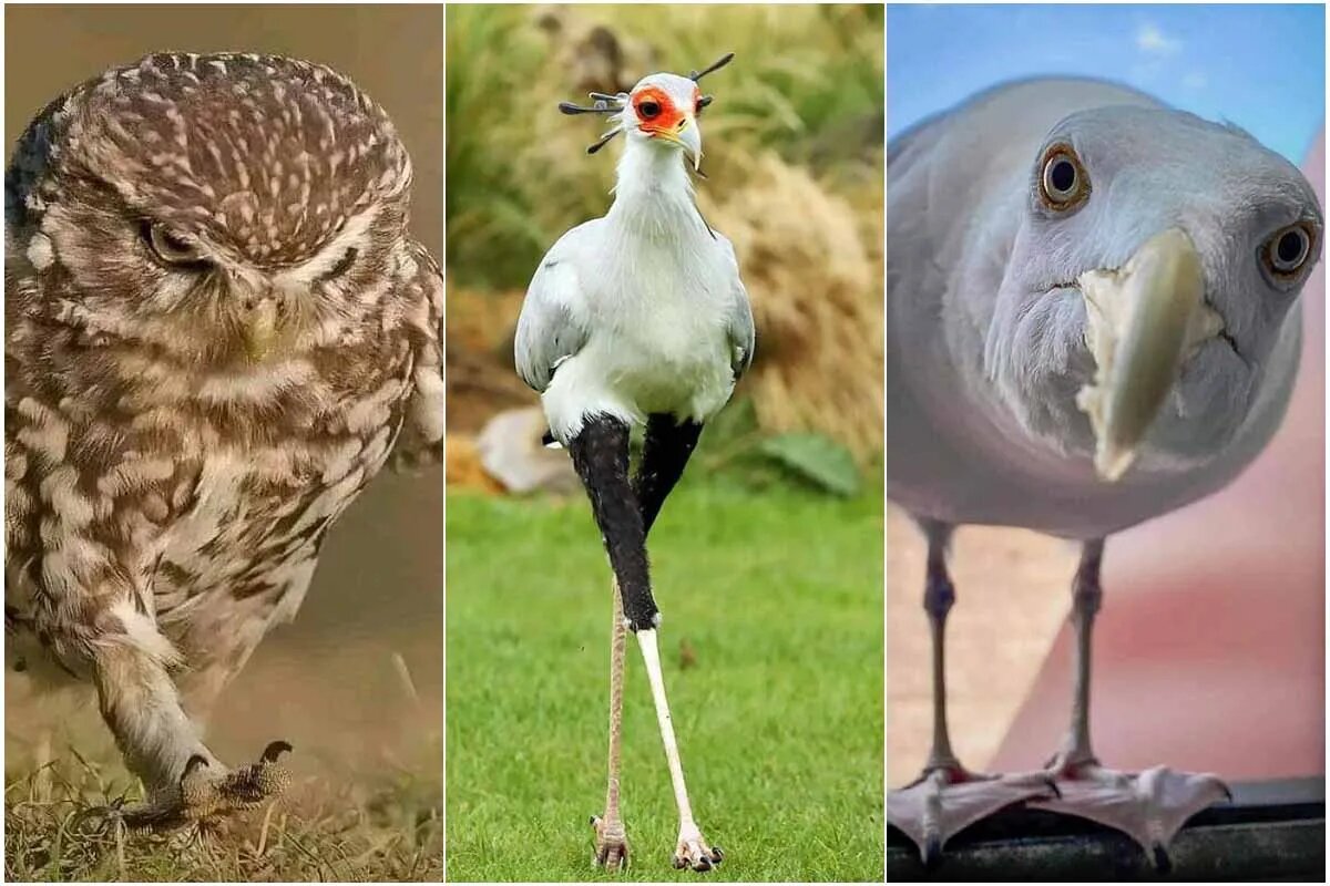 گزارش تصویری| پرندگانی که اعصاب ندارند!
