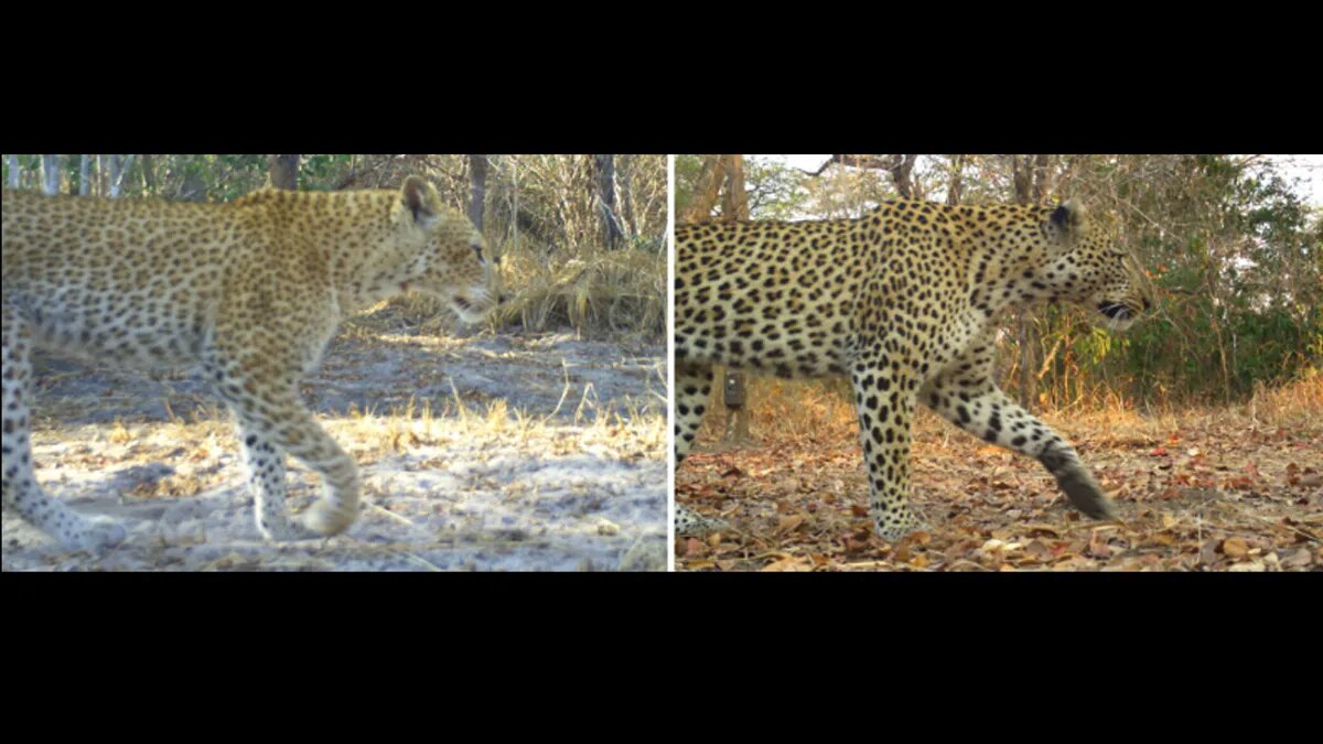 پلنگ توتفرنگی؛ عضوی نادر از خاندان پلنگها/ عکس