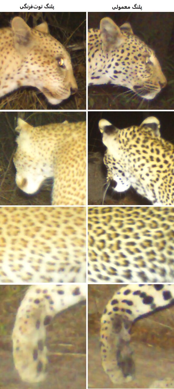 پلنگ توتفرنگی؛ عضوی نادر از خاندان پلنگها/ عکس