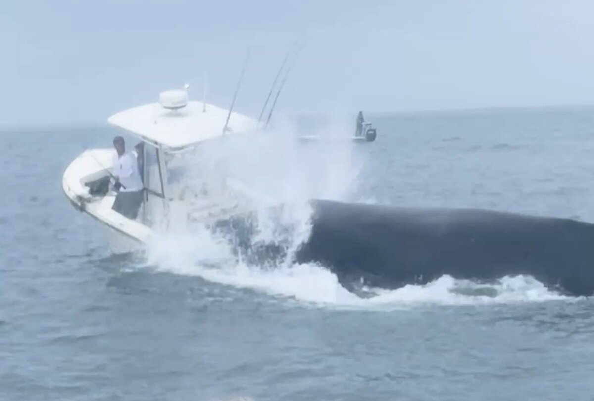 ببینید | برخورد نهنگ با یک قایق تفریحی در سواحل نیوهمپشایر در آمریکا