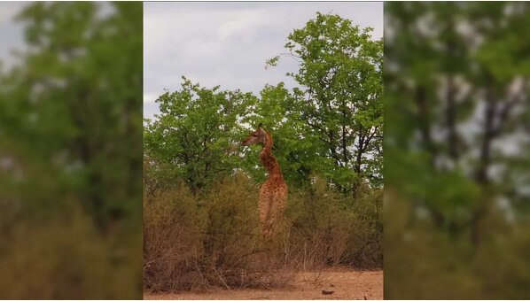 عکس | زندگی دردناک زرافه با گردنی شکسته