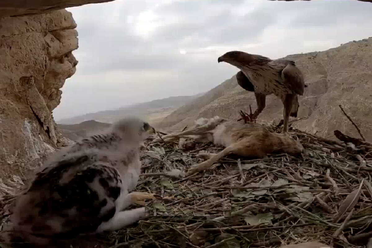 ببینید | ثبت لحظه جذاب غذا دادن عقاب به جوجه‌هایش در ارتفاعات زاگرس