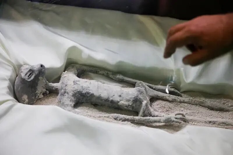 بیگانهای که اثر انگشت دارد/ از اعماق فضا آمده یا دستکاری ژنتیکی شدهاست؟/ عکس