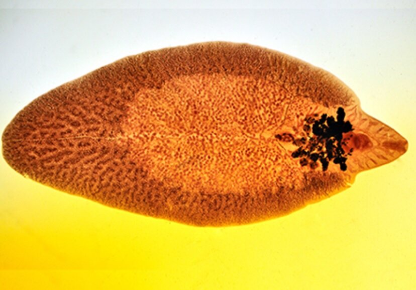 مرگبارترین غذای دنیا/ عکس