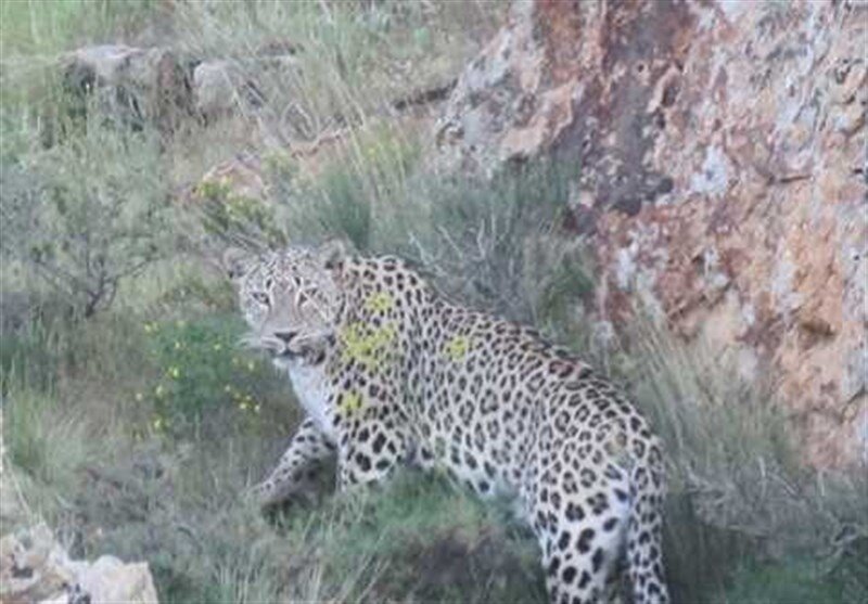 مشاهده پلنگ ایرانی در این استان/ عکس