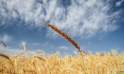 خرید بیش از ۲۰۰هزار تن گندم از کشاورزان قزوینی