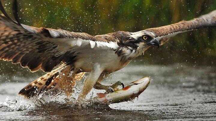 ببینید |  صحنه‌ای شگفت‌انگیز از حمله موفق عقاب گرسنه به دریاچه برای شکار ماهی!