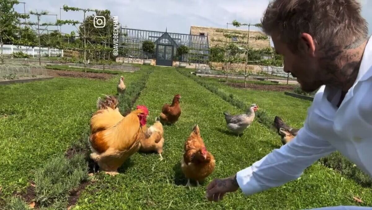 ببینید | سرگرمی دور از انتظار دیوید بکام؛ پرورش مرغ و خروس در مزرعه!