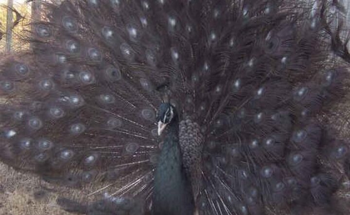 ببینید | فیلمی پربازدید از حضور طاووس سیاه رنگ در کاشان