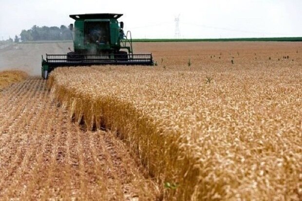 تولید میانگین ۱۰۰ هزار تن گندم در سال در اسلام‌آبادغرب