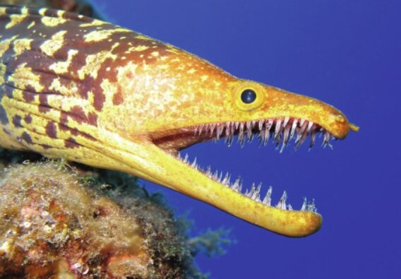 ماهی پلک ندارد / بدون پلک چطور میخوابد؟