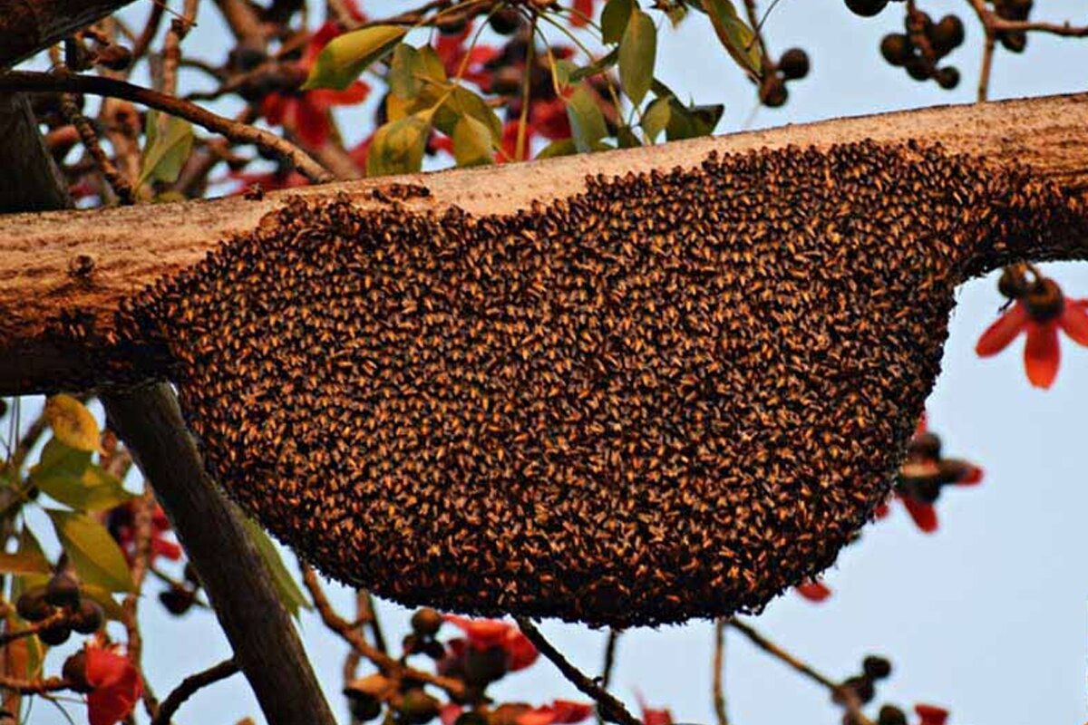 ببینید | شیوه جالب تخلیه کندوی عسل وحشی در آسیا