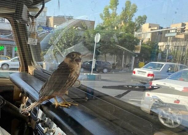 ثبت یک تصویر عجیب در تهران؛ شاهین روی داشبورد خودرو سواری
