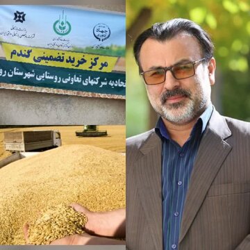 خرید تضمینی _مباشرتی گندم  اتحادیه شرکتهای تعاونی  روستایی استان گیلان 
