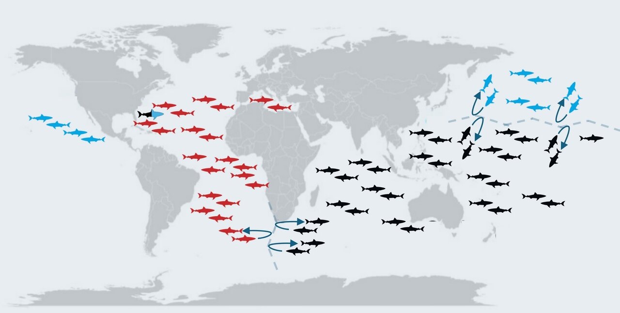 کوسههای اسرارآمیز مثلث برمودا