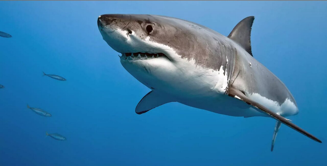 کوسههای اسرارآمیز مثلث برمودا