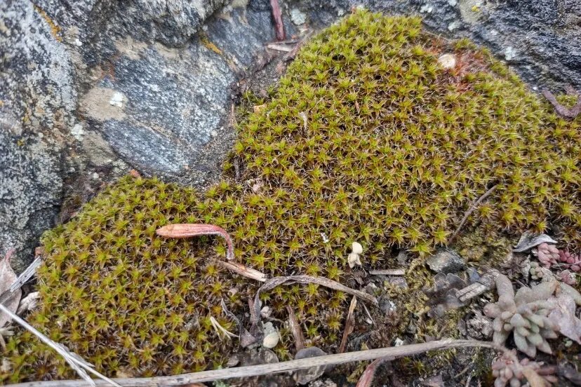 عکس | گیاهی که در مریخ هم رشد میکند