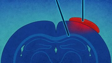 حقایقی تازه درباره مغز انسان حقایقی تازه درباره مغز انسان