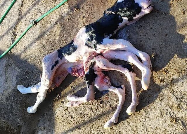 گوسالهای با ۸ دست و پا متولد شد/ عکس