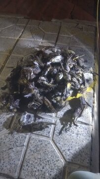 کشف و ضبط۱۵۰ قطعه پرنده از متخلفان شکار غیرمجاز پرنده درچهارمحال و بختیاری کشف و ضبط۱۵۰ قطعه پرنده از متخلفان شکار غیرمجاز پرنده درچهارمحال و بختیاری