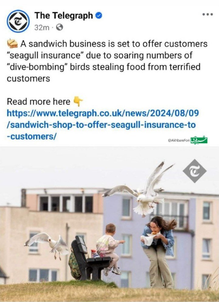 ساندویچ با بیمه مرغ ماهیخوار!