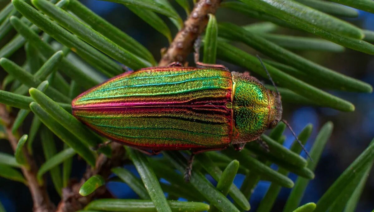 این سوسک ۵۰ سال عمر میکند/ عکس