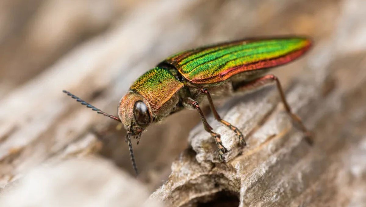 این سوسک ۵۰ سال عمر میکند/ عکس