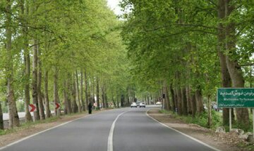 طغیان آفت پروانه سفید آمریکایی در گیلان/ عکس