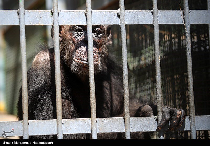 تلف شدن سریالی حیوانات در باغوحش ارم طی یکماه