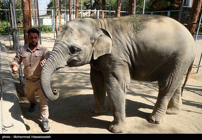 تلف شدن سریالی حیوانات در باغوحش ارم طی یکماه