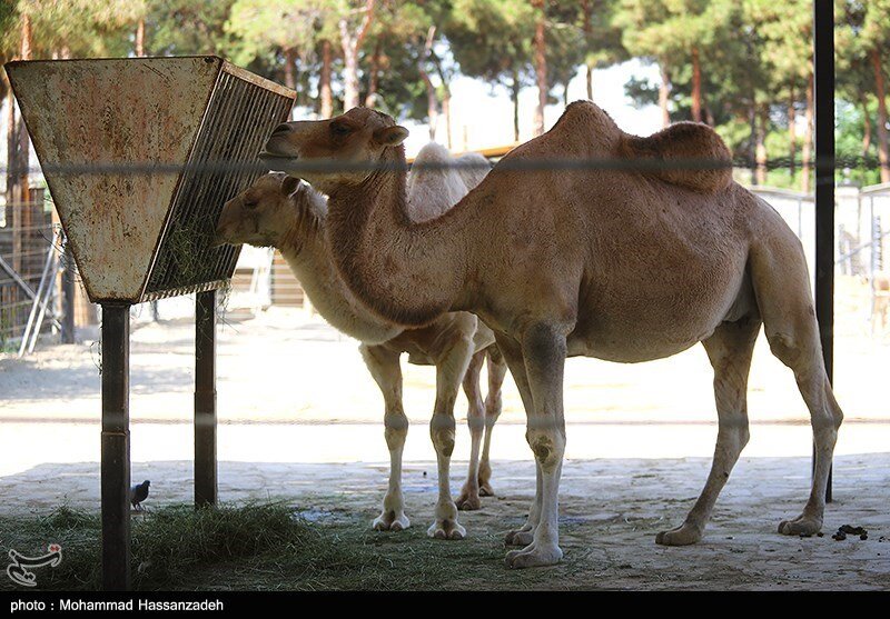 تلف شدن سریالی حیوانات در باغ‌وحش ارم طی یک‌ماه 5