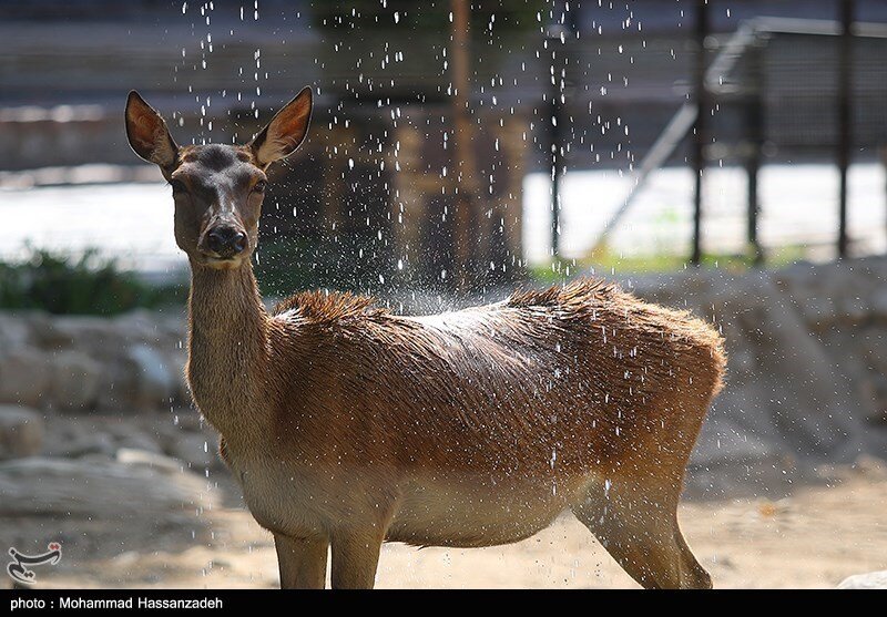 تلف شدن سریالی حیوانات در باغوحش ارم طی یکماه