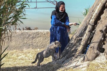 130 میلیارد بودجه برای جلوگیری از انقراض این گربه‌سان در ایران