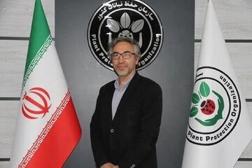 فعالیت بی‌سابقه مگس مدیترانه‌ای در  باغ‌های گلستان