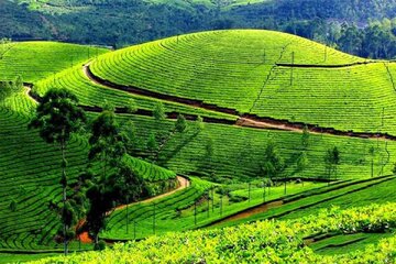 عکس | مزرعه چایی که شبیه به اثرانگشت است!