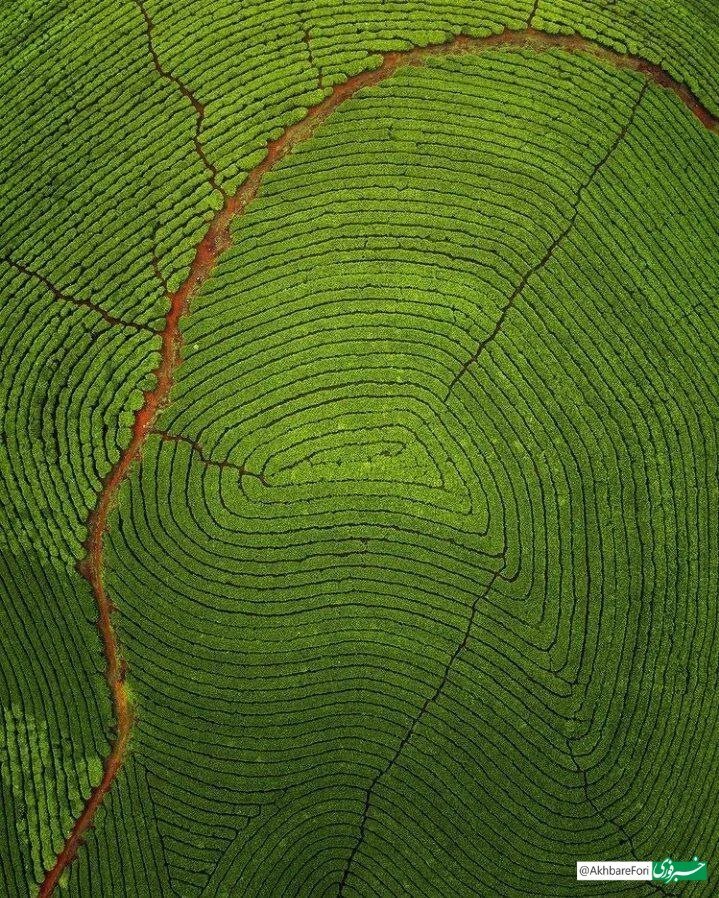 عکس | مزرعه چایی که شبیه به اثرانگشت است!