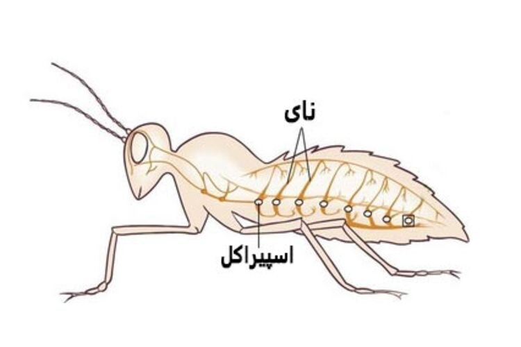 حشرات هم غرق میشوند؟