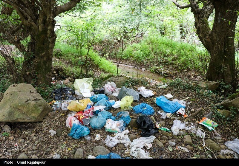 تصاویر عجیب از جنگلهای گیلان