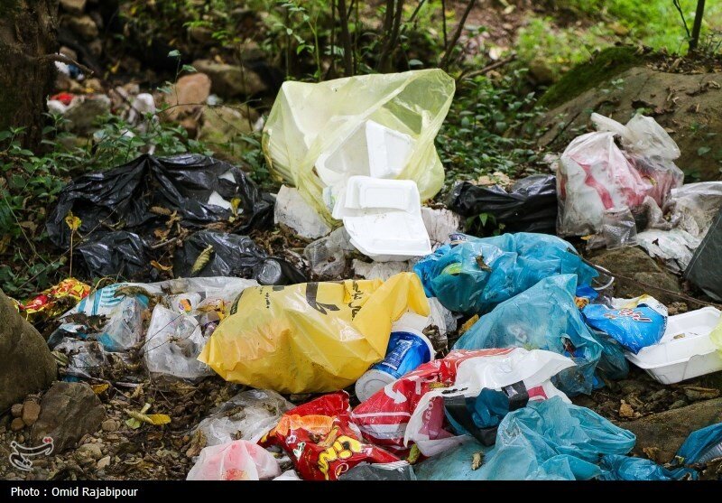 تصاویر عجیب از جنگلهای گیلان